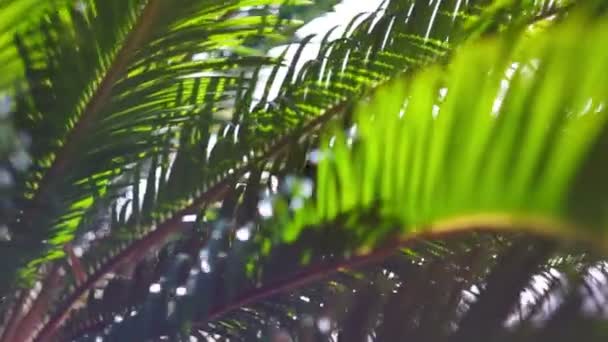 태양의 광선 팜 나무의 가지를 통해 그들의 방법을 만들합니다 — 비디오