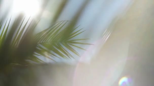 Los rayos del sol atraviesan las ramas de las palmeras — Vídeos de Stock