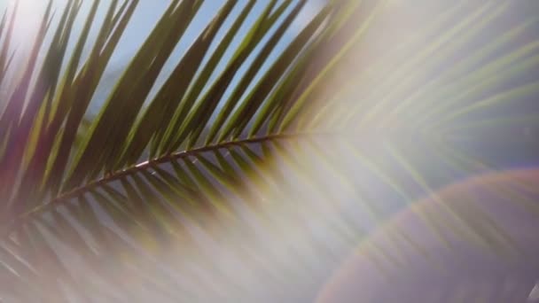 Los rayos del sol atraviesan las ramas de las palmeras — Vídeo de stock