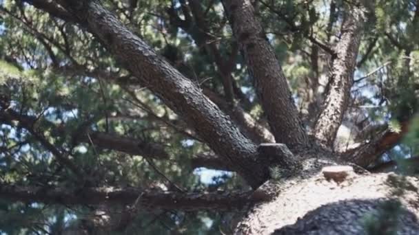 Promienie słoneczne przez gałęzie drzew iglastych — Wideo stockowe