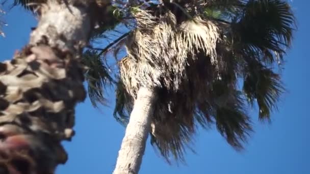 棕榈树，底部视图。相机在一个水平面上移动 — 图库视频影像