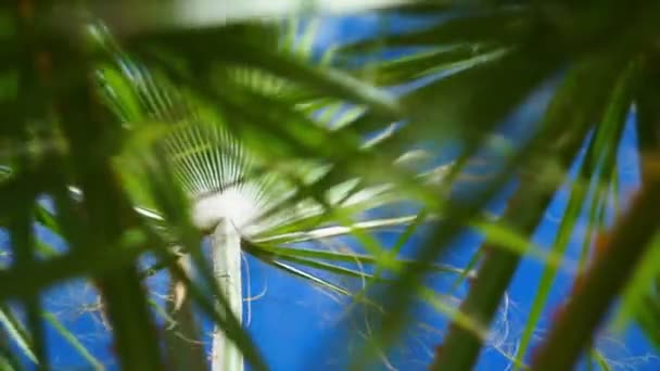 Las ramas de una palmera contra el cielo, balanceándose en el viento — Vídeos de Stock