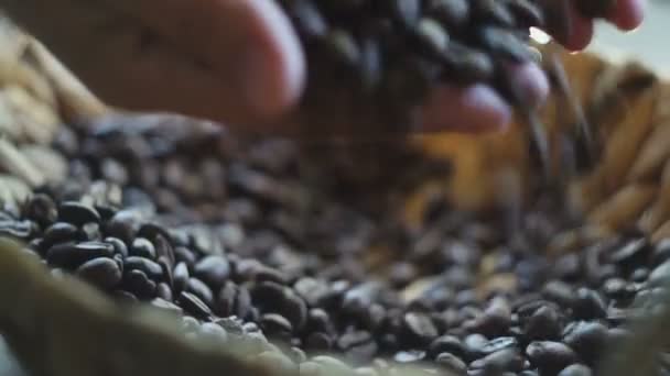 Woman picking up in the palm of a handful of coffee bens — Stock Video