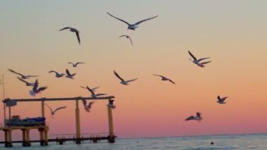 Martılar batımında deniz yüzeyi üzerinde