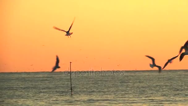 Mouettes au-dessus de la surface de la mer au coucher du soleil — Video