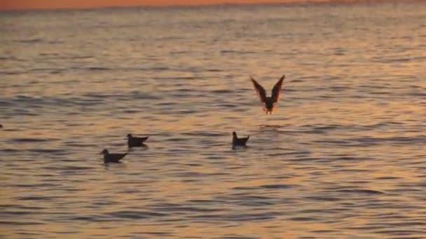 Gaviotas sobre la superficie del mar al atardecer — Vídeo de stock