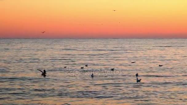 Mouettes au-dessus de la surface de la mer au coucher du soleil — Video