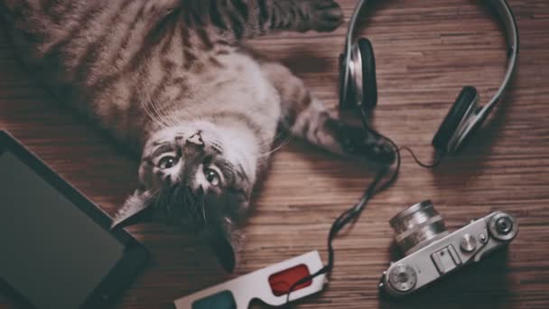 Eğlence için nesneleri çevrili kedi — Stok video