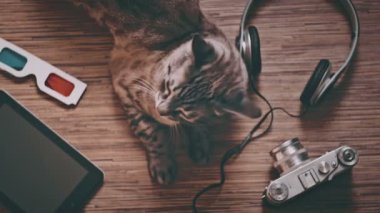 Eğlence için nesneleri çevrili kedi