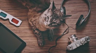 Eğlence için nesneleri çevrili kedi