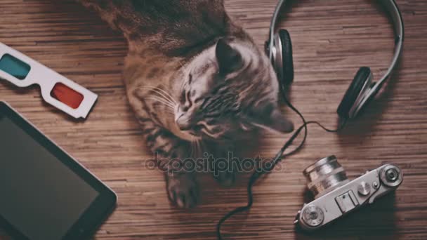Cat surrounded by objects for entertainment — Stock Video