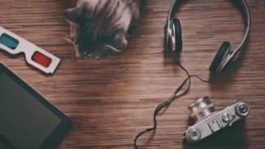 Eğlence için nesneleri çevrili kedi