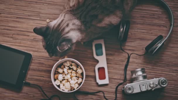 Gato rodeado de objetos de entretenimiento — Vídeos de Stock