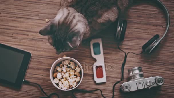 Kino und Unterhaltungskonzept, Katze umgeben von Objekten zur Unterhaltung — Stockvideo