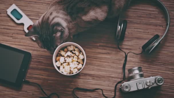 Cinema e Entretenimento Conceito, Gato cercado de objetos para entretenimento — Vídeo de Stock