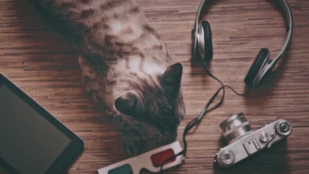 Gato rodeado de objetos de entretenimiento — Vídeos de Stock