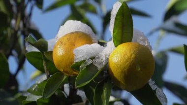 Karla kaplı bahçesinde mandalina ağacı