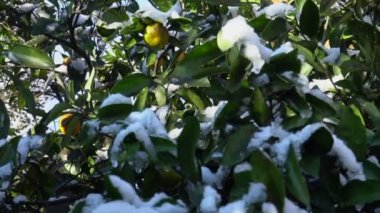 Karla kaplı bahçesinde mandalina ağacı