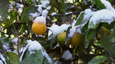 Karla kaplı bahçesinde mandalina ağacı
