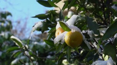 Karla kaplı bahçesinde mandalina ağacı
