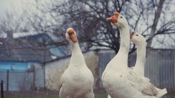 Una bandada de gansos domésticos en el pueblo. Gansos en el interior ruso. Europa del Este, 4K — Vídeo de stock
