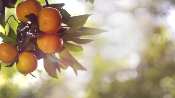 Die Früchte der Mandarine im Regen und in der Sonne — Stockvideo