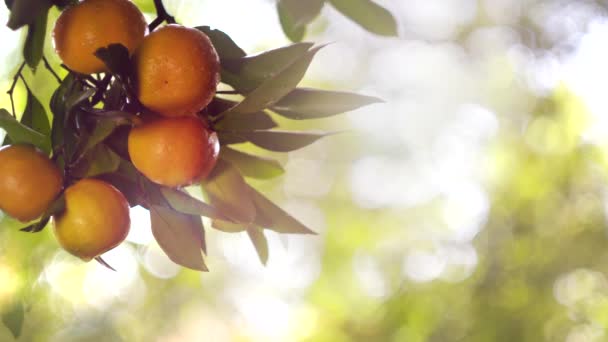 Les Fruits Mandarine Après Pluie Soleil Espace Copie — Video