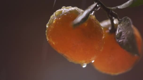 Mandarin Gyümölcse Esőben Napon — Stock videók