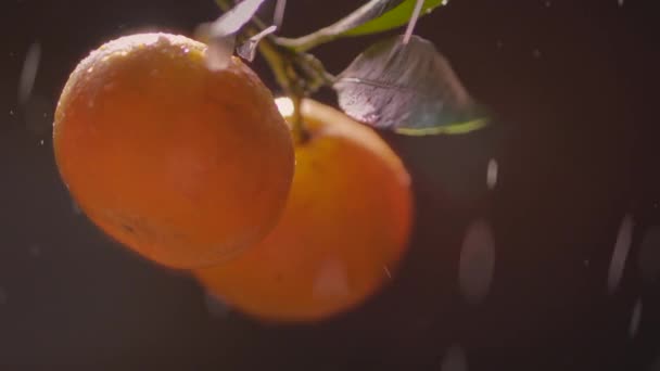 Mandarynki na gałęzi w deszczu w słońcu — Wideo stockowe