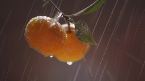 Мандарины на ветке под дождем на солнце — стоковое видео