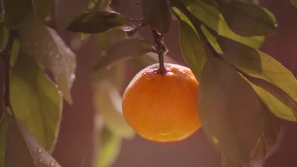 Citrusfrukter i solens sken och regndroppar — Stockvideo