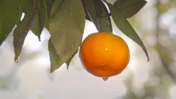 Frutas cítricas no brilho do sol e gotas de chuva — Vídeo de Stock