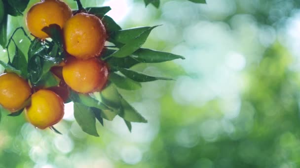 I frutti dell'albero di mandarino sotto la pioggia e al sole. Copia spazio — Video Stock