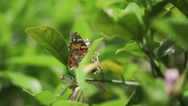 A butterfly collects pollen and flutters around the flowers of a lemon tree — Stock Video