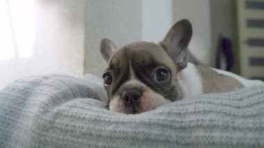 Fransız bulldog köpeği odadaki yumuşak noktasında dinleniyor.