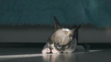Fransız buldog köpeği pencereden gelen güneş ışığıyla aydınlatılarak odada dinleniyor.