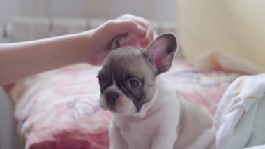 Genç bir kız yatak odasında battaniyeye uzanmış bir buldog köpeğini okşuyor.