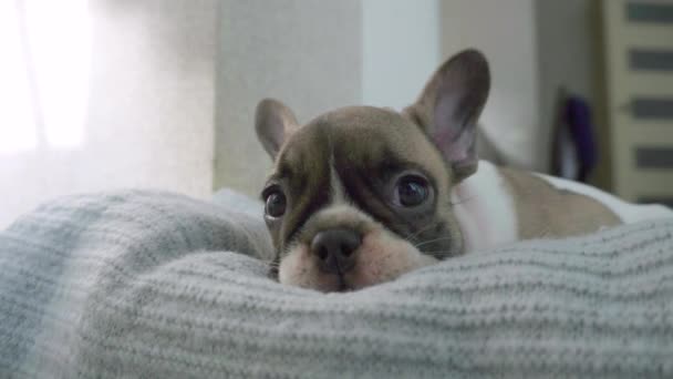 Французский бульдог щенок отдыхает в своем мягком месте в комнате — стоковое видео