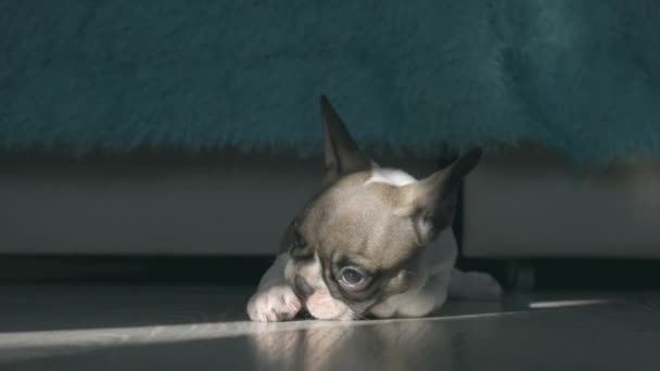 Francia bulldog kiskutya pihen a padlón a szobában világít a napfény az ablakból — Stock videók