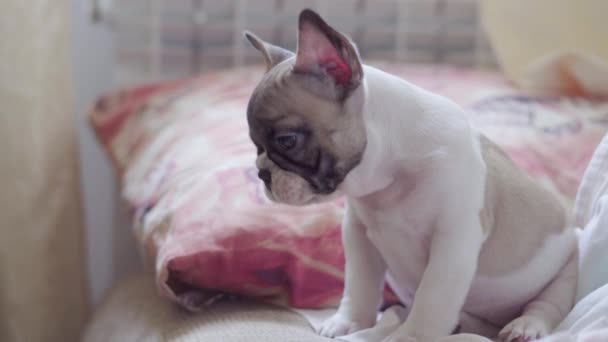 Bulldog francés cachorro sentado en la cama en el dormitorio por la mañana temprano — Vídeos de Stock