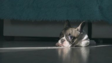 Fransız buldog köpeği pencereden gelen güneş ışığıyla aydınlatılarak odada dinleniyor.