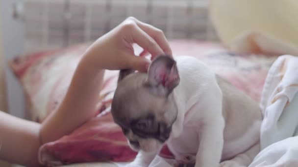 Tiener meisje strelen een frans bulldog puppy liggend op een deken in haar slaapkamer — Stockvideo