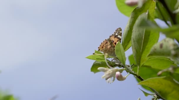 Sommerfugl drikker nektar og indsamler pollen på et blomstrende citrontræ – Stock-video