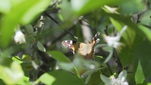 Бабочка пьет нектар и собирает пыльцу на цветущем лимонном дереве — стоковое видео