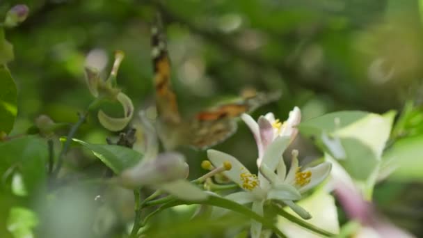 Vlinder drinkt nectar en verzamelt stuifmeel op een bloeiende citroenboom — Stockvideo