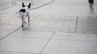 Şehrin kaldırımlarında koşan tasmalı küçük bir chihuahua köpeği.