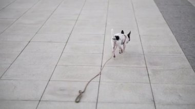Şehrin kaldırımlarında koşan tasmalı küçük bir chihuahua köpeği.