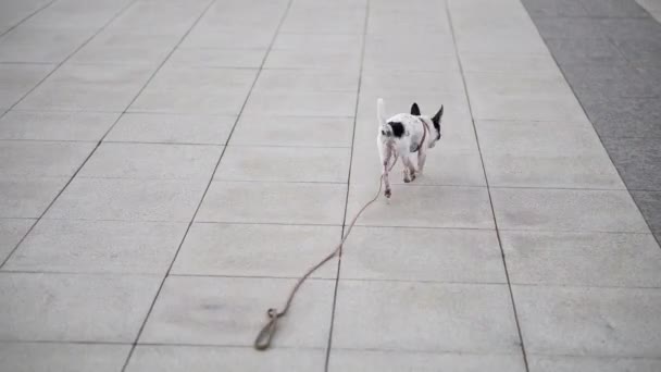 Piccolo cane chihuahua con guinzaglio corre lungo la pavimentazione della città — Video Stock