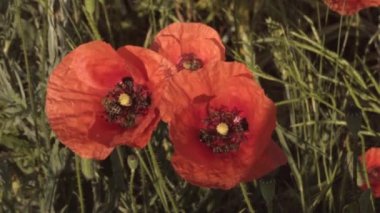 Kırmızı gelincik çiçeğinin üzerindeki arı polen toplar.