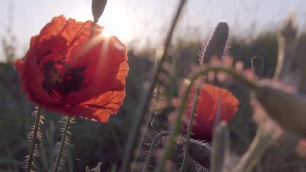 Red poppies at sunrise, bottom view, close-up — Stock Video